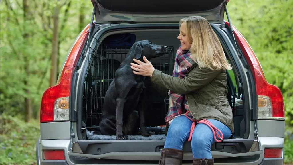 Black Labrador in Back of Car