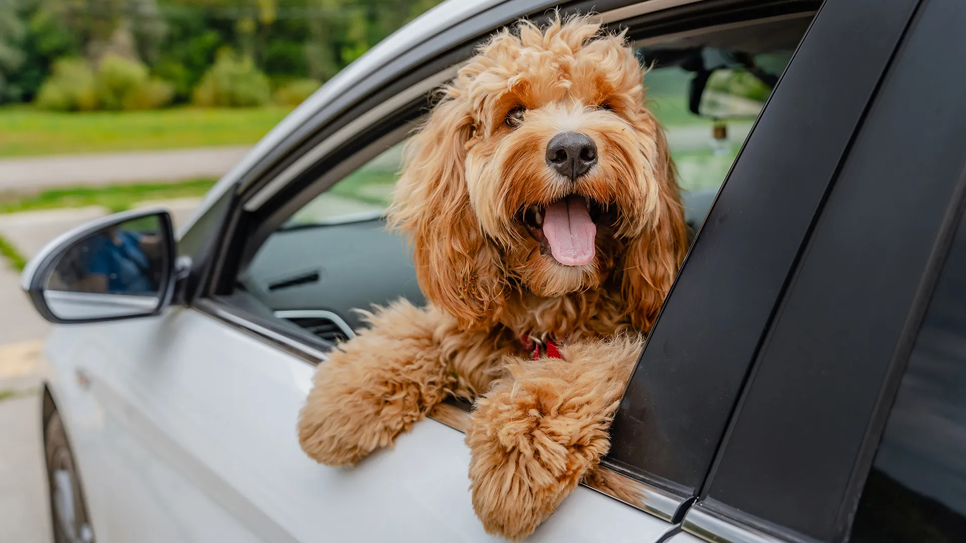 Labradoodle in Car