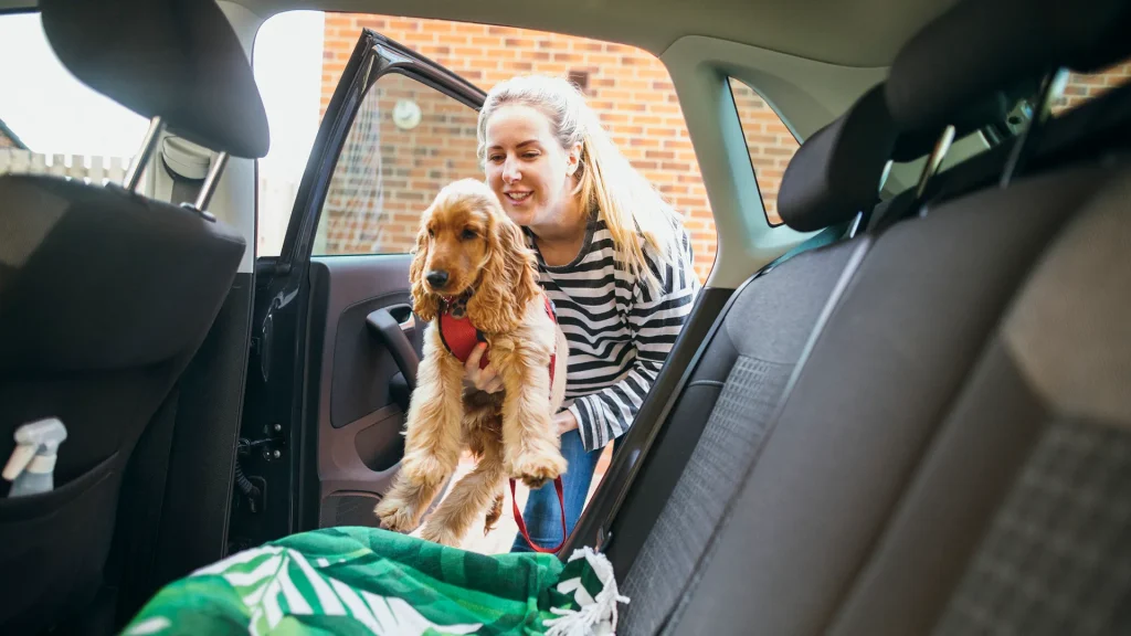 Putting Dog in Car